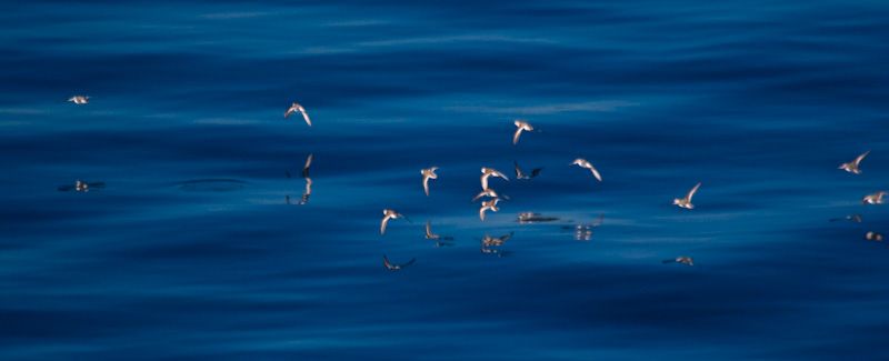 Red-Necked Phalaropes In Flight